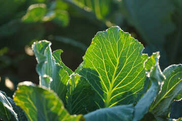 growing cabbage in an agricultural field
