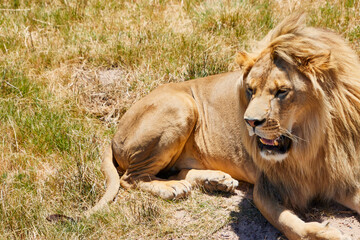 Eine Reise durch Südafrika. Kapstadt und  Umgebung.