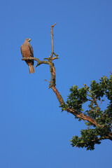 a red kite sits on the top of a dead tree with blue sky background