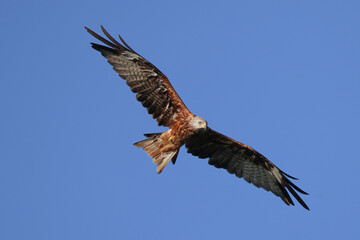 a red kite soars in the blue sky