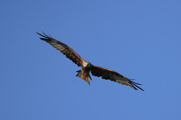 a red kite soars in the blue sky