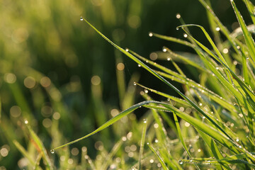 dew drops on the top of a tuft of grass