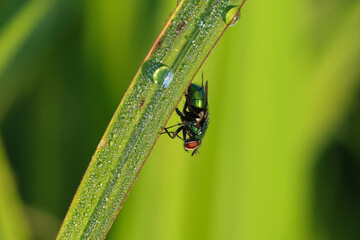 a fly sits on a blade of grass with dew drops on it