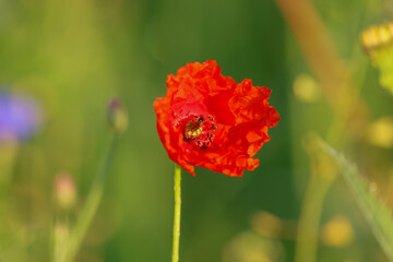 Naklejka premium a red poppy flower with green background
