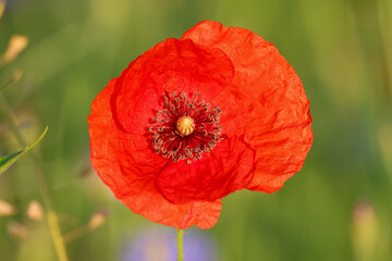 Fototapeta premium a red poppy flower with green background