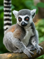 Obraz premium a lemur that is sitting on a tree