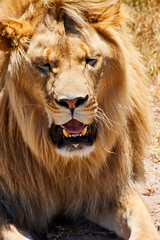 Eine Reise durch Südafrika. Kapstadt und  Umgebung.