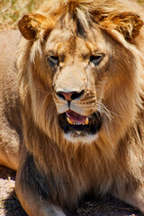 Eine Reise durch Südafrika. Kapstadt und  Umgebung.