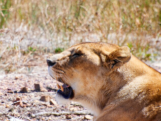 Eine Reise durch Südafrika. Kapstadt und  Umgebung.