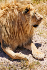 Naklejka premium Eine Reise durch Südafrika. Kapstadt und Umgebung.