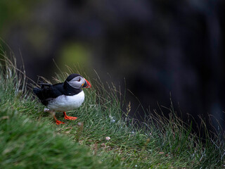 Frailecillo atlántico (Fratercula arctica), también conocido como frailecillo común es una especie de ave caradriforme de la familia Alcidae. Fotografiado en un acantilado de las Islas Faroe.