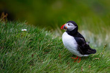 Frailecillo atlántico (Fratercula arctica), también conocido como frailecillo común es una...