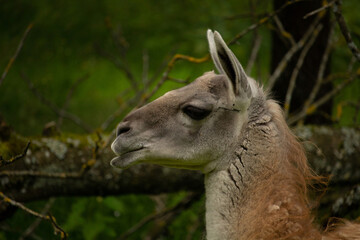 Portrait of a Guanaco. The guanaco (Lama guanicoe)