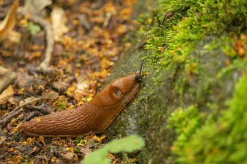 Close up view of common brown Spanish slug on wooden log outside.