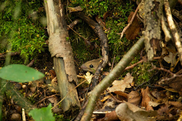 Wild mouse sitting on the forest floor