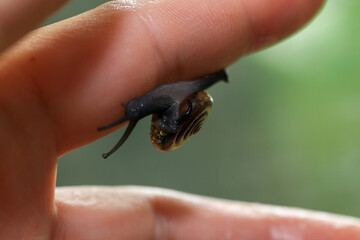 Snail crawling on human finger. Close up of snail in hand
