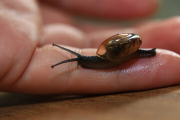 Snail crawling on human finger. Close up of snail in hand
