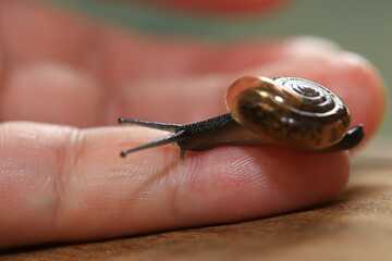Snail crawling on human finger. Close up of snail in hand
