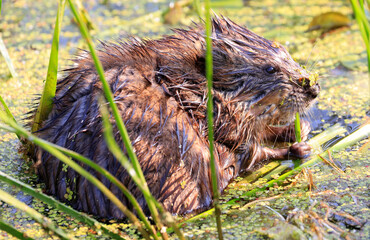 Water rat in the swamp with green background, Quebec, Canada