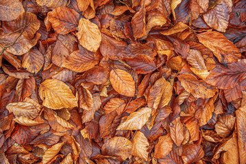 Yellow autumn fallen leaves on the ground as a background.