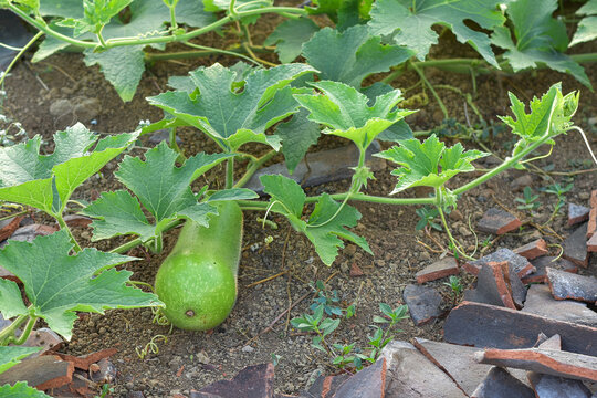 Wax gourd or beligo plant in the field