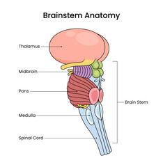 Diagram of Brain Stem Anatomy © twinklepicture