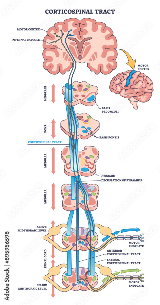 Sticker Corticospinal tract or pyramidal neuronal pathway outline diagram, transparent background. Labeled educational scheme with body motor function neural system illustration.