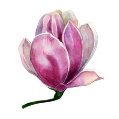 Fototapeta premium Magnolia. Illustration with exotic flowers on a light background.