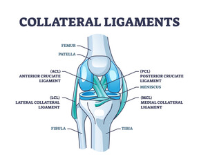 Collateral ligaments with knee anatomical skeletal structure outline diagram, transparent background. Labeled educational joint part description.