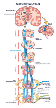 Corticospinal tract or pyramidal neuronal pathway outline diagram, transparent background. Labeled educational scheme with body motor function neural system illustration.