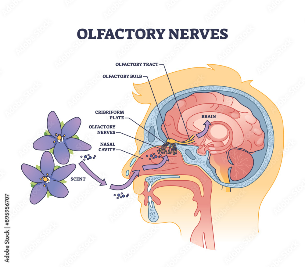 Poster Olfactory nerves with sensory facial nose organs anatomy outline diagram, transparent background. Labeled educational scheme with human head nasal scent system and plane, cavity.