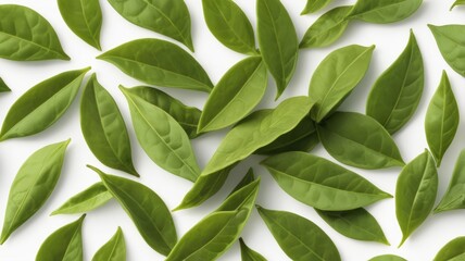 Obraz premium Green tea leaf isolated on white background