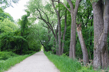Fototapeta premium Scenic view of beautiful park alley for a walk between tall vibrant green trees. Walking in the park. A footpath in the park for walking.