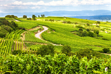 Vignoble Alsace