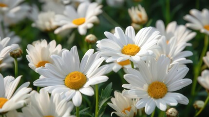 A close-up of cheerful daisies with their white petals and yellow centers, creating a lively and fresh look in a springtime garden.