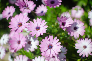 flowers in the garden