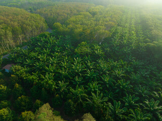 Aerial view green palm plantation tree tropical forest oil palm