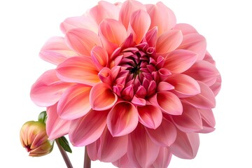 Stunning Pink Dahlia Bloom with Bud