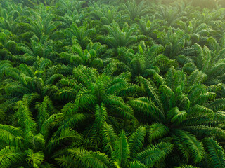Aerial view green palm plantation tree tropical forest oil palm