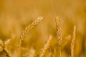 summer harvest, ripe ear of wheat in the golden hour close-up