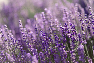 blühender Lavendel in Deutschland Nahaufnahme
