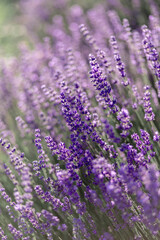 blühender Lavendel in Deutschland Nahaufnahme
