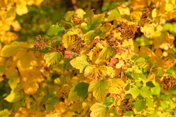 Yellow autumn leaves. Park in city. Warm weather. Sunny in autumn. Picturesque fall park.