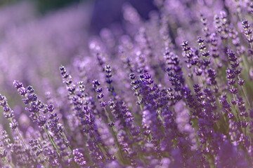 Fototapeta premium blühender Lavendel in Deutschland Nahaufnahme 