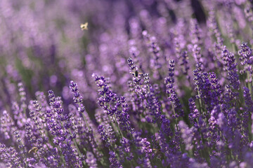 Fototapeta premium blühender Lavendel in Deutschland Nahaufnahme 