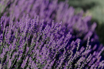 blühender Lavendel in Deutschland Nahaufnahme
