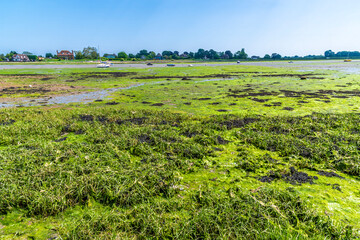 A view across the Bosham Stream at Bosham, West Sussex at low tide in summertime