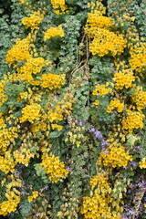 Obraz premium Tropaelum polyphyllum en été au jardin
