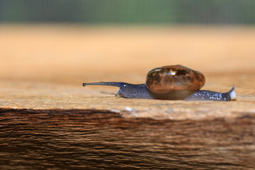 Snail crawling on the wooden floor. Close-up. Shallow depth of field.