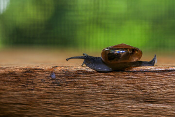 Snail crawling on the wooden floor. Close-up. Shallow depth of field.